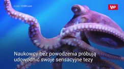 "Ośmiornice pochodzą z kosmosu". Absurdalna teoria naukowców