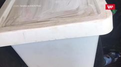 Szczeniaki znalezione w pudle we Wrocławiu