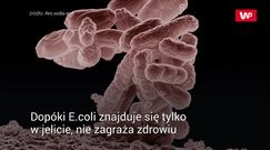Bakterie E.coli na sklepowym drobiu zwiększają ryzyko infekcji dróg moczowych