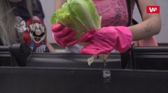 Jak żyją freeganie? Wybraliśmy się na łowy po śmietnikach