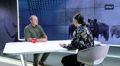 ASF. Myśliwi o wybiciu dzików: "Co to zmieni?"
