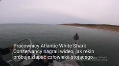 Atak żarłacza. Wyskoczył z wody, by chwycić człowieka