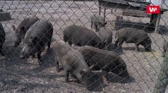 Mieszkańcy Cyganówki protestują. Nie chcą pozwolić na odstrzał zdrowych zwierząt