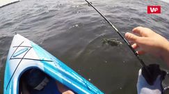 Największa ryba jego życia uciekła. Nagranie z kajaka