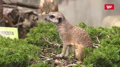 Głupota ludzi w ZOO nie zna granic. „Głaszczą zwierzęta, dają im puszki do jedzenia”