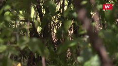 Pyton ciągle na wolności. "Może wchodzić na drzewa"