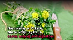 Różeniec górski - poprawi nastrój i doda energii. Polecany przez Annę Lewandowską