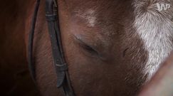 Tracą ośrodek rehabilitacji. W jego miejscu będzie... droga