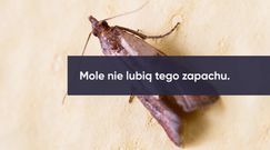 Sposoby na mole spożywcze