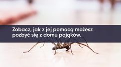 Mięta na pająki. Jak zrobić mieszankę?