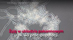 Produkty, które pomagają zwalczać grzyby Candida