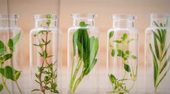 Właściwości tymianku