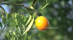 Dlaczego trzeba myć mandarynki?