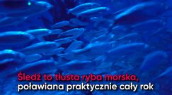 Śledź – ulubiona ryba Polaków. Co warto o nim wiedzieć?