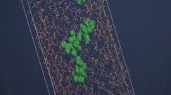 Polscy naukowcy chcą stworzyć sztuczny liść na bazie grafenu