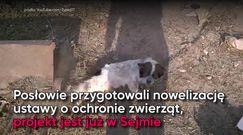 PiS chce lepszej ochrony zwierząt. Projekt ustawy już w Sejmie