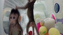 Chińczycy sklonowali małpy. "Bariera naczelnych została złamana"