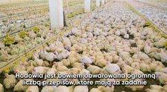 Hormony, GMO, sterydy – czy mięso drobiowe zawiera któryś z tych składników? 