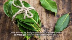 Podpal liść laurowy i zostaw go na 10 minut. Zobacz co się stanie 
