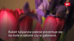 Jak przedłużyć trwałość tulipanów?