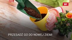 Co robić, gdy w doniczce pojawiła się pleśń?