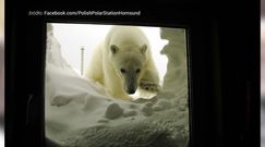 Arktyczne mrozy i niedźwiedzie polarne. Ci Polacy są tym zachwyceni