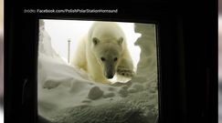 Arktyczne mrozy i niedźwiedzie polarne. Ci Polacy są tym zachwyceni