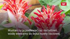 Rośliny doniczkowe, które nie wymagają zaangażowania
