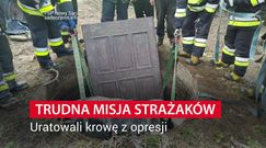 Trudna misja strażaków. Uratowali krowę z opresji 