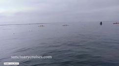 Humbak przeleciał nad głowami kajakarzy