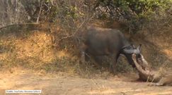 Amatorskie nagranie starcia lwa z bawołem