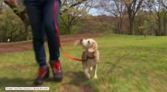 Wyjątkowy pies pobił rekord Guinnessa