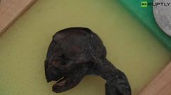 Co odnaleziono w rejonie Krasnojarska?