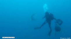 Nurkowie przeżyli bliskie spotkanie z rekinami tygrysimi