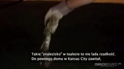 Gad "zagnieździł się" w sedesie 