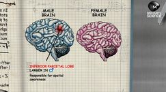 Czym różnią się mózgi kobiet i mężczyzn? 