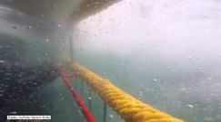 Gdyby nie metalowa klatka, tych nurków mogłoby już nie być