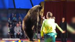 Chwile grozy w cyrku: rozjuszony niedźwiedź niemal zerwał się z łańcucha
