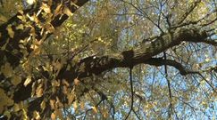 Pielgrzymi obgryźli 700-letnią lipę. Wierzą, że leczy zęby