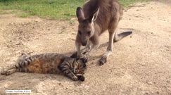 Jak kangur walczy z kotem