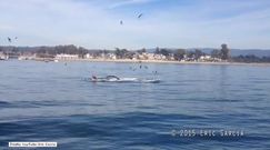 Niebezpieczne spotkanie z humbakiem