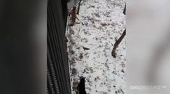 Tygrys i koza żyją w przyjaźni na jednym wybiegu w Zoo