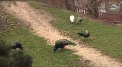 Znaki ostrzegawcze przed zwierzętami