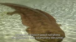 W Chinach znaleziono 200-letnią salamandrę