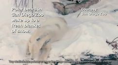 Pracownicy zoo zaskoczyli niedźwiedzie polarne