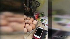 Znaleźli w kuchnia węża połykającego kurze jajko
