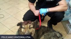 #dziejesiewpolsce: uratowany pies