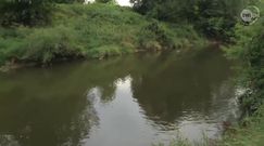 Śnięte ryby w Wisłoku. Rzeka może być skażona