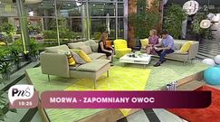 Morwa biała -  idealna dla diabetyków i chorych na nerki