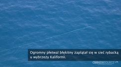 Wielki ssak zaplątał się w rybackie sieci